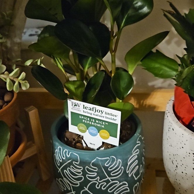 Photo of the plant species 'Salt N' Pepper' by @SoigneSucc45 named G Cleopatra on Greg, the plant care app