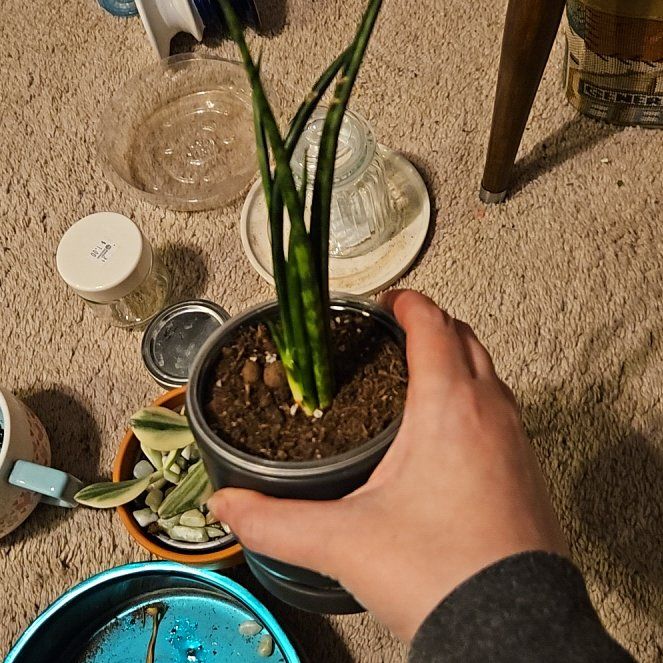 Photo of the plant species Sanseveria fernwood by @SoigneSucc45 named M Beckham on Greg, the plant care app