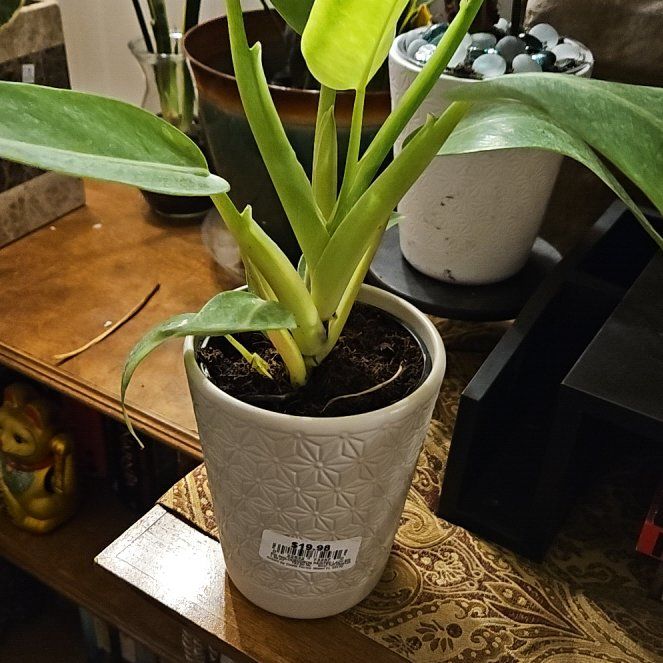 Photo of the plant species Proven Winners PrismacolorTM Orange You GorgeousTM Philodendron by @SoigneSucc45 named M Gorgeous George on Greg, the plant care app