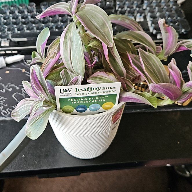 Photo of the plant species Tradescantia Feeling Flirty by @SoigneSucc45 named M Delilah on Greg, the plant care app