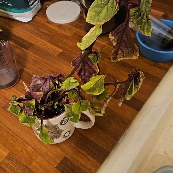 Photo of the plant species Purple Swedish Ivy by @SoigneSucc45 named K Sproutacus on Greg, the plant care app