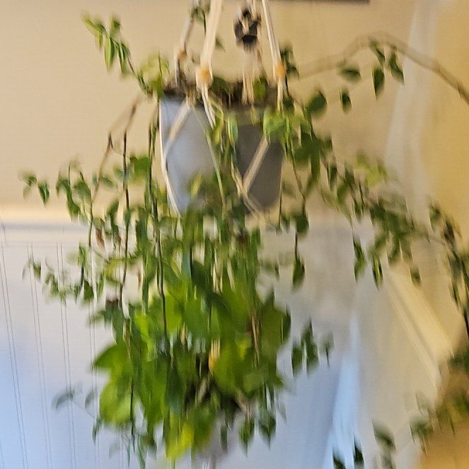 Photo of the plant species Native Wandering Jew by @SoigneSucc45 named Tolkien on Greg, the plant care app