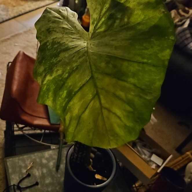 Photo of the plant species Varigated Dragon Scale by @SoigneSucc45 named Taylor Swift on Greg, the plant care app