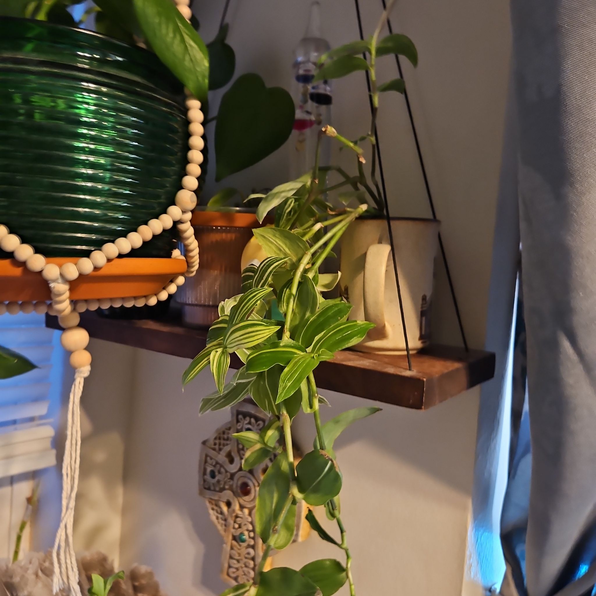 Photo of the plant species Tradescantia 'Aurea' by @SoigneSucc45 named Sherlock on Greg, the plant care app
