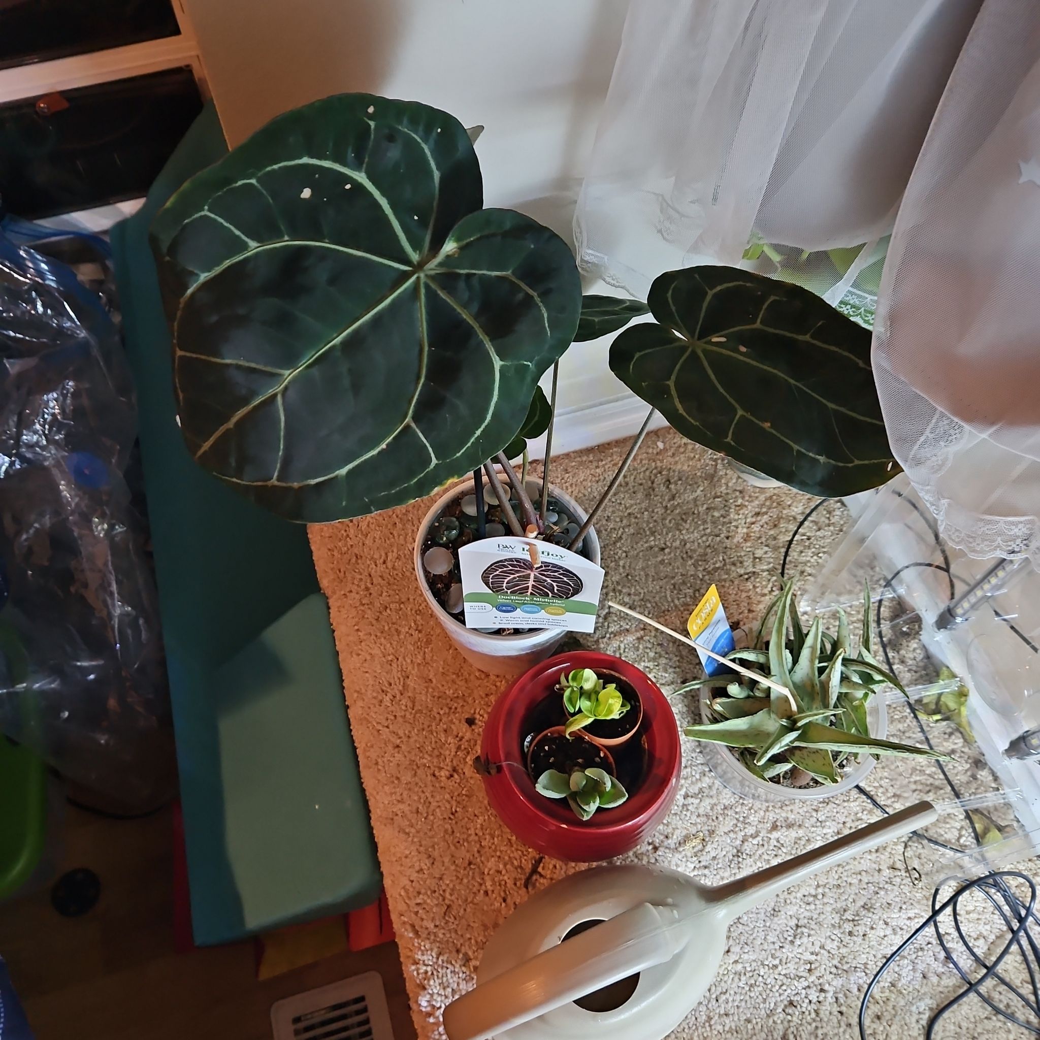 Photo of the plant species DocBlock Michelle by @SoigneSucc45 named S Michelle Branch on Greg, the plant care app