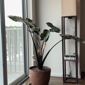 Photo of the plant species Metalhead by @SalientOricad87 named Osmo on Greg, the plant care app