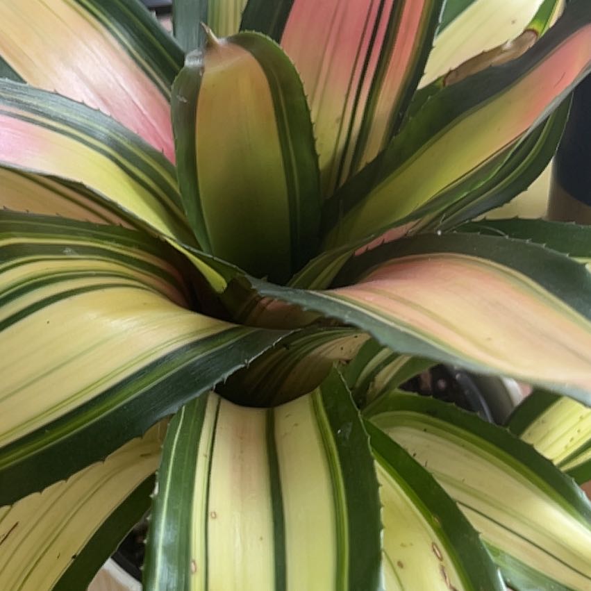 Photo of the plant species Neoregelia by @DelicateBetel18 named Baesil on Greg, the plant care app