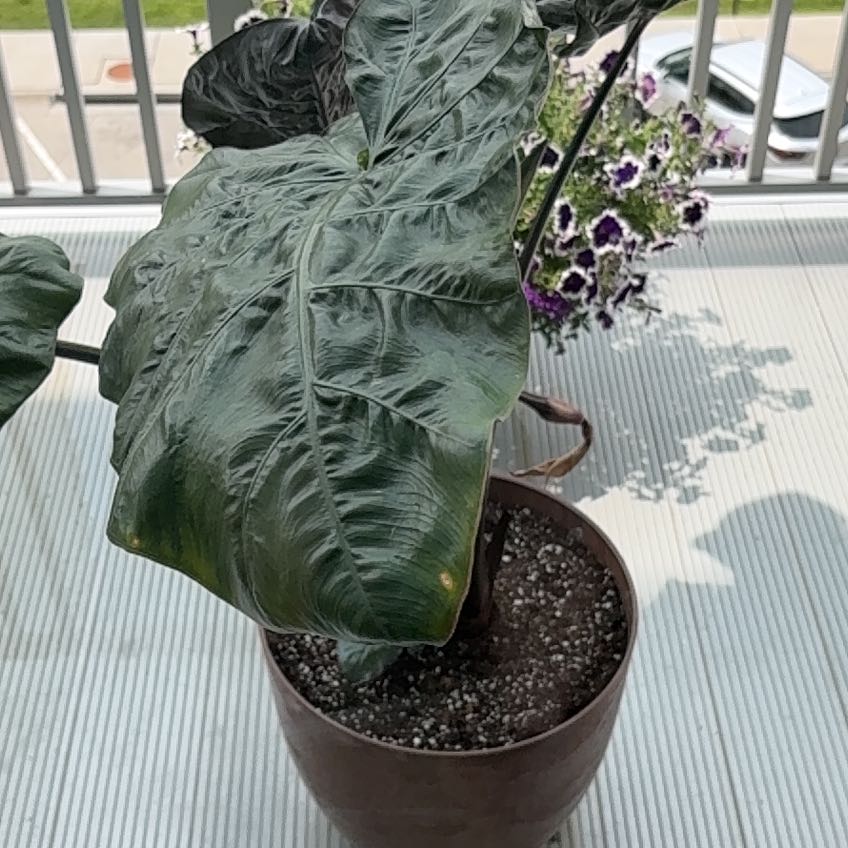 Photo of the plant species Metalhead by @HolyBulrush88 named Sproutacus on Greg, the plant care app