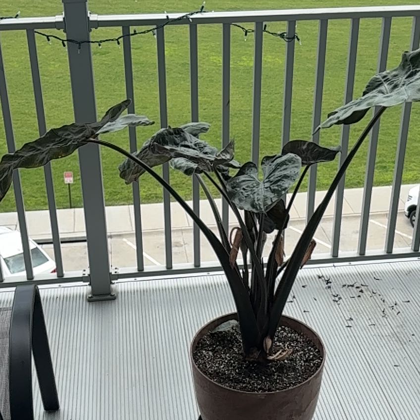 Photo of the plant species Metalhead by @HolyBulrush88 named Rihanna on Greg, the plant care app