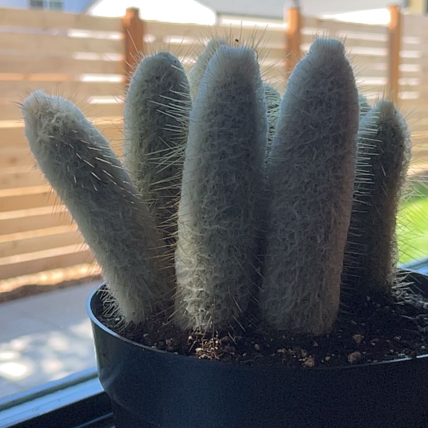Photo of the plant species Espostoopsis dybowskii by @AproposLime68 named Osmo on Greg, the plant care app