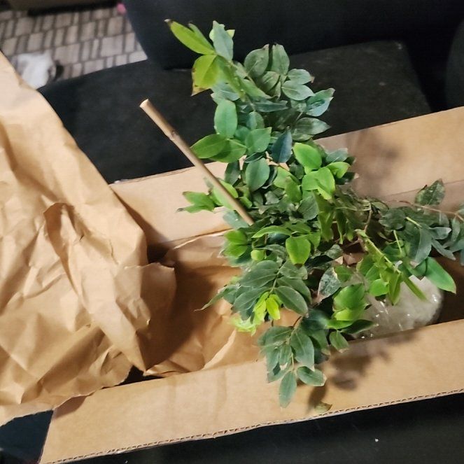 Photo of the plant species Jabuticabeira by @NeatTanekaha68 named Harmony on Greg, the plant care app