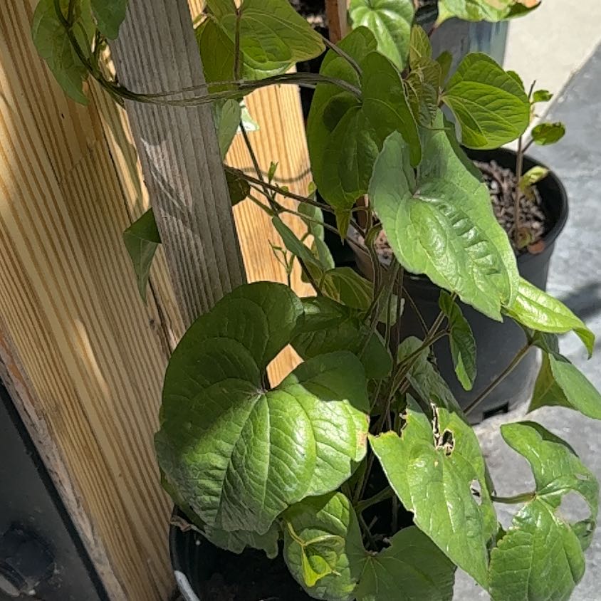 Photo of the plant species Cinnamon Vine by @HoorayBonsi82 named Curie on Greg, the plant care app