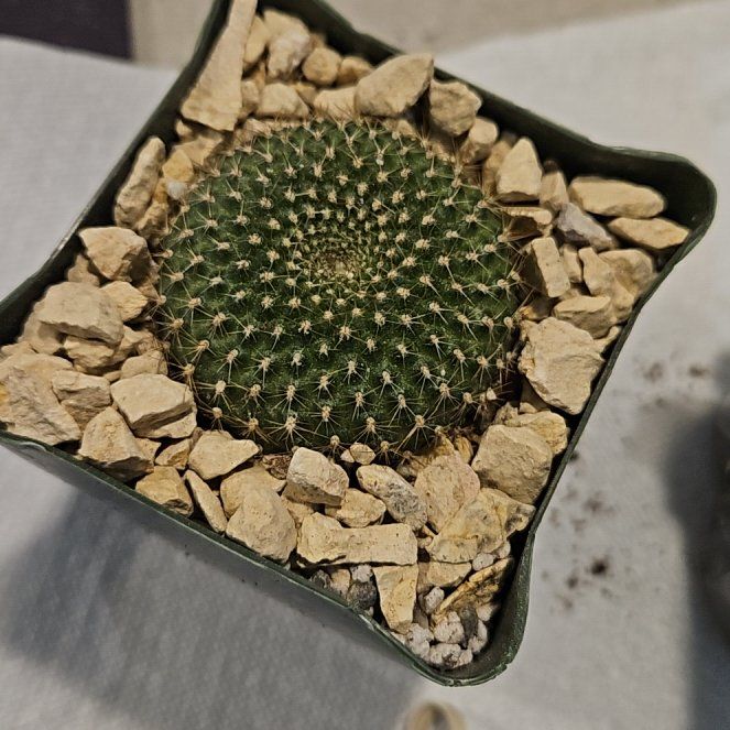 Photo of the plant species Assorted Rebutia by @BabyLentil10 named Gates on Greg, the plant care app