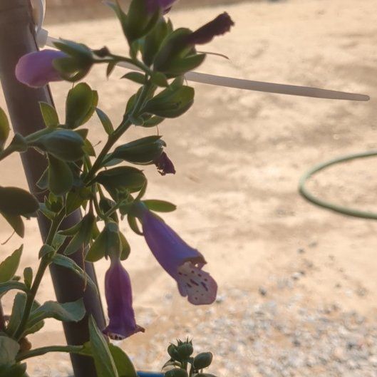 Photo of the plant species Foxglove 'Pink Panther' by @ZarfLuronium87 named Pink Panther on Greg, the plant care app