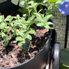 Photo of the plant species Common Flax by @UntiringGalega5 named Sherlock on Greg, the plant care app