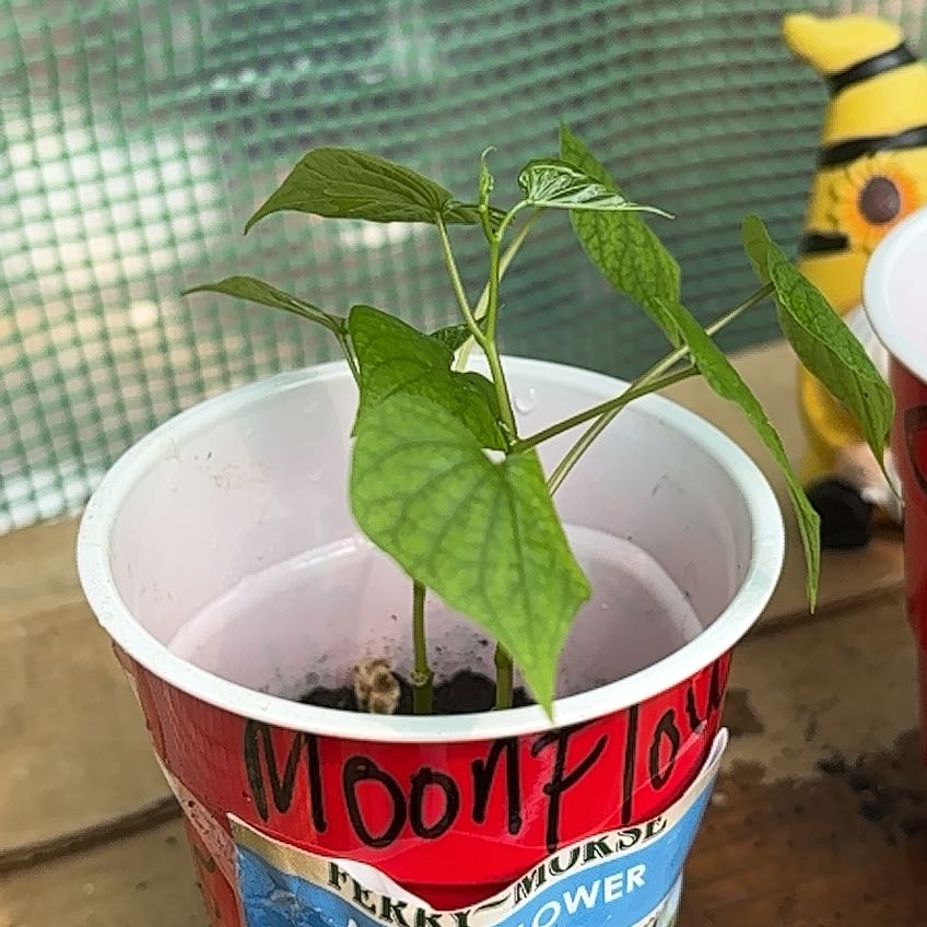 Photo of the plant species Moonflower, moon vine, tropical white morning glory by @ClearRedflax74 named Gates on Greg, the plant care app