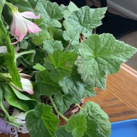 Photo of the plant species Pick-a-Back-Plant by @HighestOlneya50 named Osmo on Greg, the plant care app