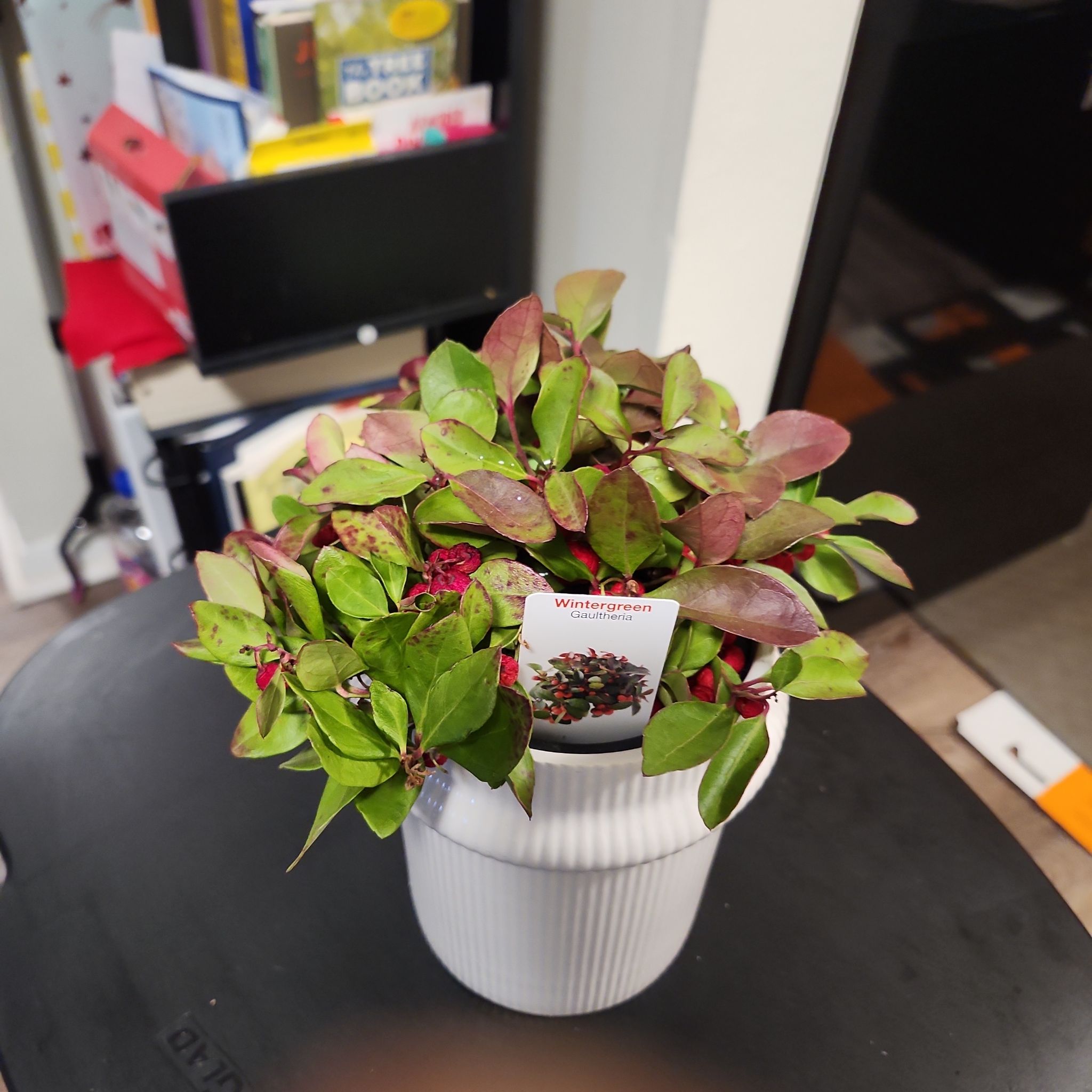 Photo of the plant species Eastern Teaberry by @SanguineMelon named Captain Plant-it on Greg, the plant care app
