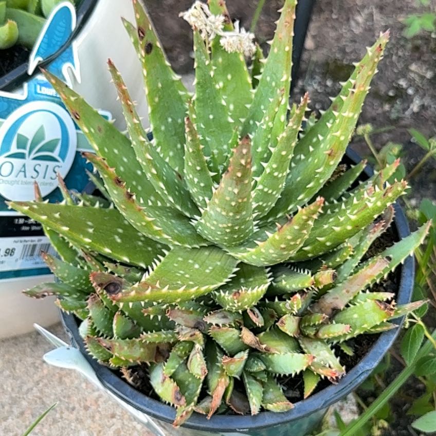 Photo of the plant species Aloe 'Crosby's Prolific' by @TryCeratiola25 named Harper on Greg, the plant care app