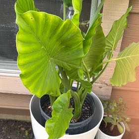 Photo of the plant species Alocasia gagaena 'California' by @TryCeratiola25 named Rosa on Greg, the plant care app
