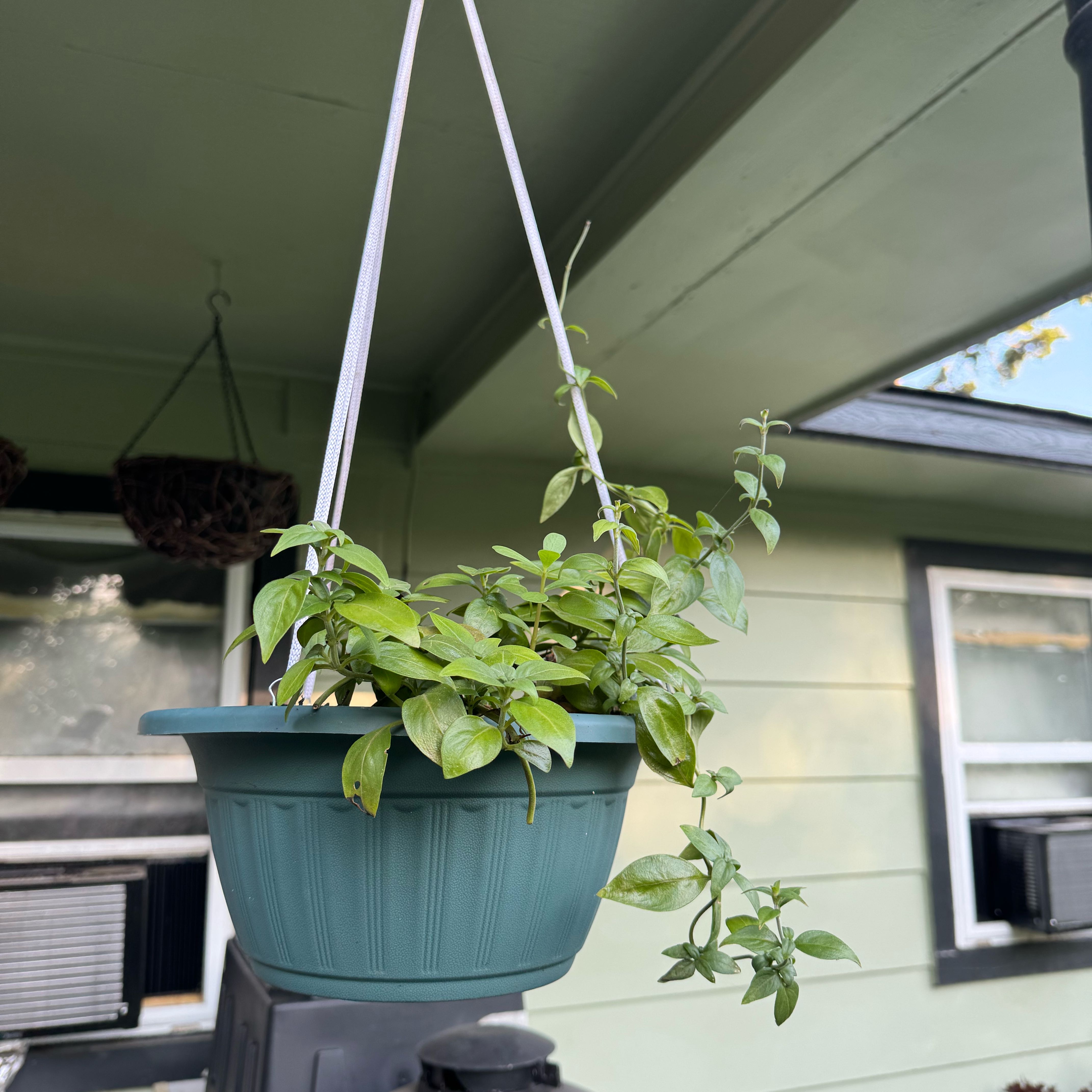 Photo of the plant species Candy Corn Vine by @MotivatedRye23 named Lola on Greg, the plant care app
