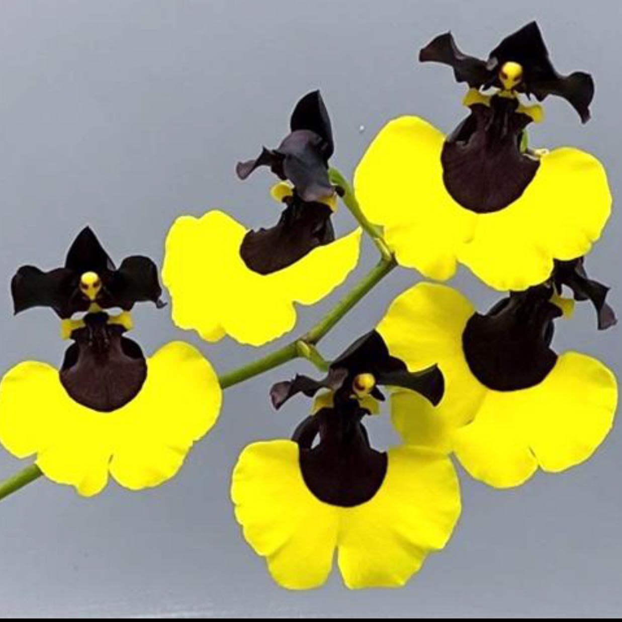 Photo of the plant species Oncidium Jiaho Queen by @GemSnowpeas63 named Lola on Greg, the plant care app