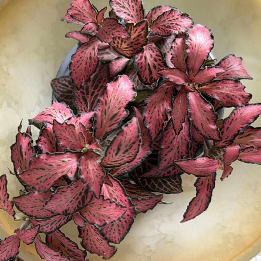 Photo of the plant species Dont Know by @TrueEarthstar49 named Emerson on Greg, the plant care app