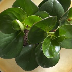 Photo of the plant species green peperomia by @TrueEarthstar49 named Bigleef Smalls on Greg, the plant care app