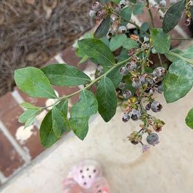 Photo of the plant species Black Highbush Blueberry by @DiligentMugwort named Delilah on Greg, the plant care app