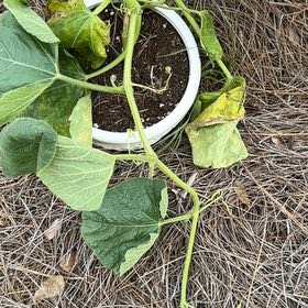 Photo of the plant species Summer Squash by @DiligentMugwort named Diana on Greg, the plant care app