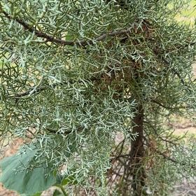 Photo of the plant species Cupressus arizonica by @DiligentMugwort named Morgan Treeman on Greg, the plant care app
