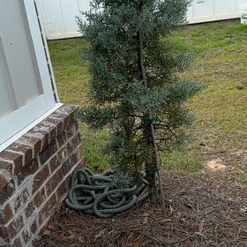 Photo of the plant species Cupressus arizonica by @DiligentMugwort named Bella on Greg, the plant care app