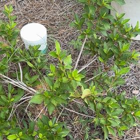 Photo of the plant species Common Myrtle by @DiligentMugwort named Winston on Greg, the plant care app
