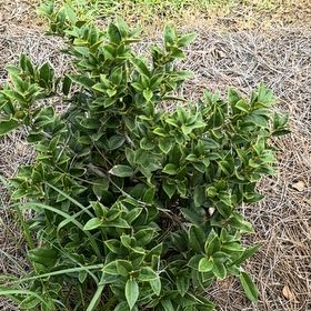 Photo of the plant species Chinese Holly by @DiligentMugwort named Peter Parker on Greg, the plant care app