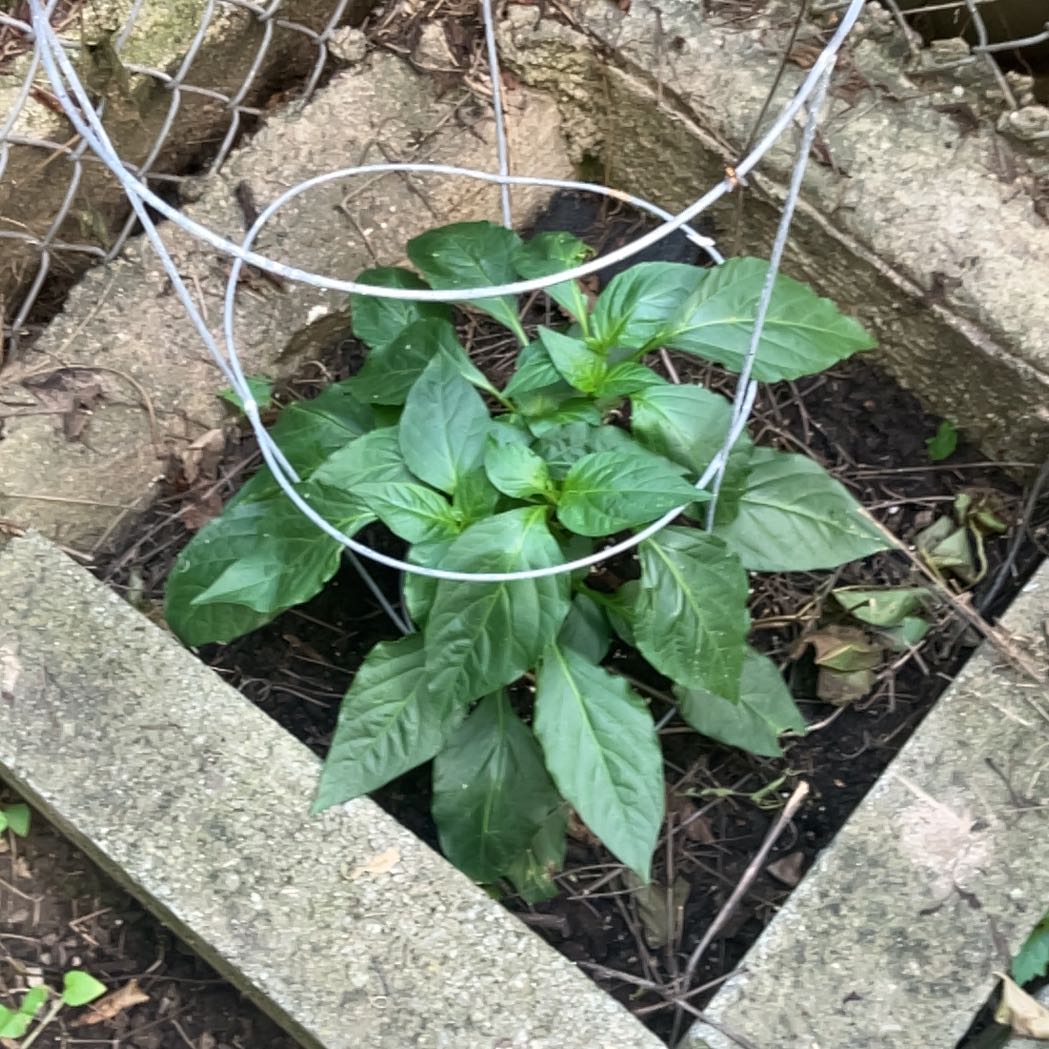 Photo of the plant species Banana Pepper by @DaintyJonquil67 named Kylie on Greg, the plant care app