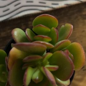 Photo of the plant species Jade by @GoldenCacaotree named Maurice on Greg, the plant care app