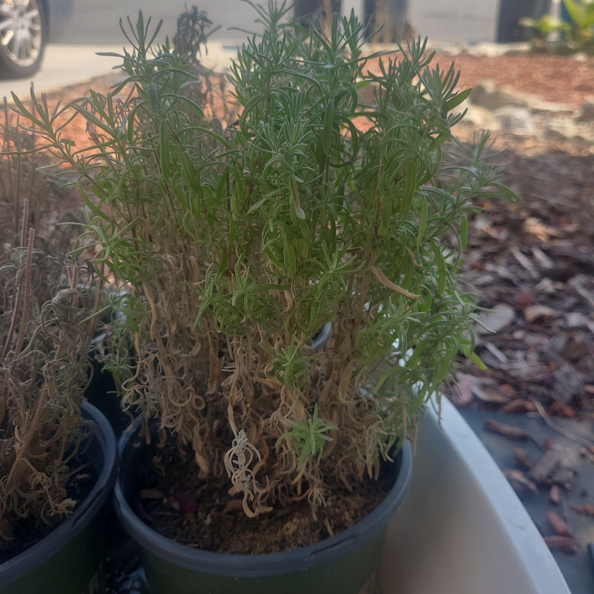 Photo of the plant species Lavender by @HaworthHatLady named Bella on Greg, the plant care app