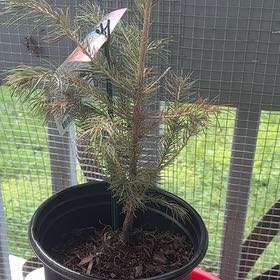 Photo of the plant species Colorado Blue Spruce by @YeahBluebean98 named Queen on Greg, the plant care app