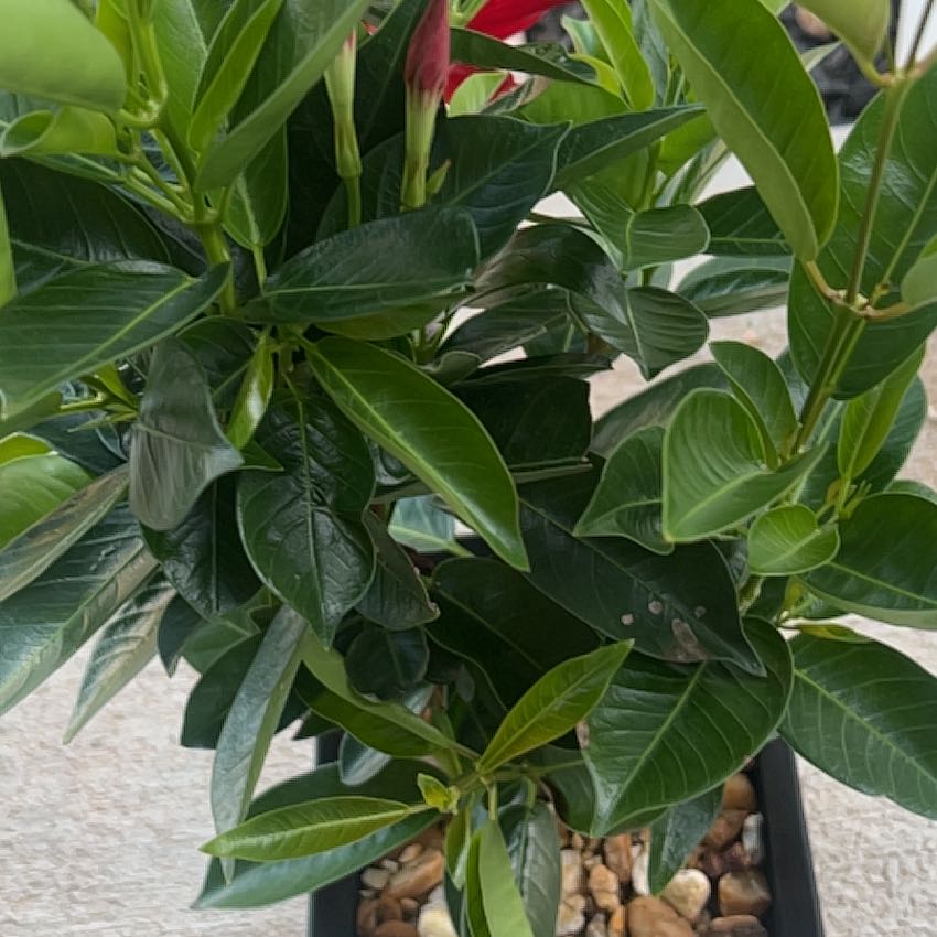 Photo of the plant species A Carnival Of Blooms by @StaunchDamiana named Dax on Greg, the plant care app