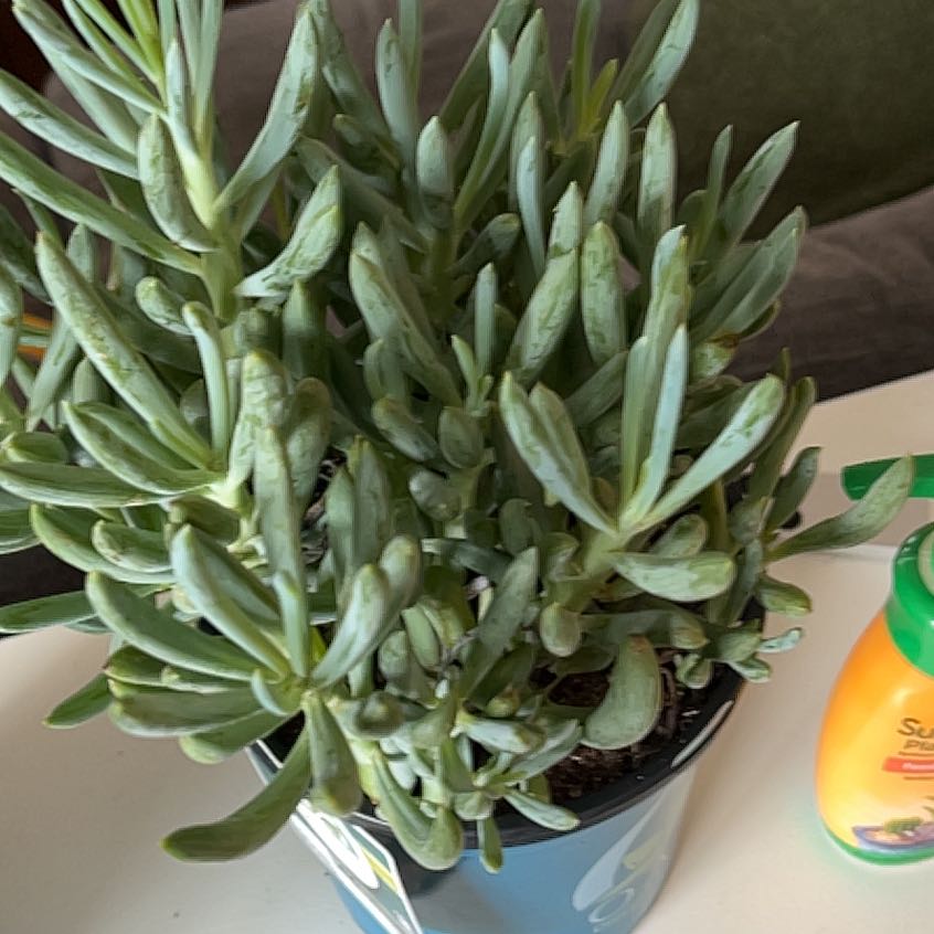 Photo of the plant species Blue Chalk Sticks by @FlashyGreenbark named da Vinci on Greg, the plant care app