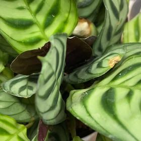 Photo of the plant species Prayer Plant by @KeyMorombe51 named Pax on Greg, the plant care app