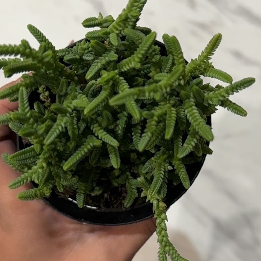Photo of the plant species Watch Chain by @ValidMango78 named Drake on Greg, the plant care app