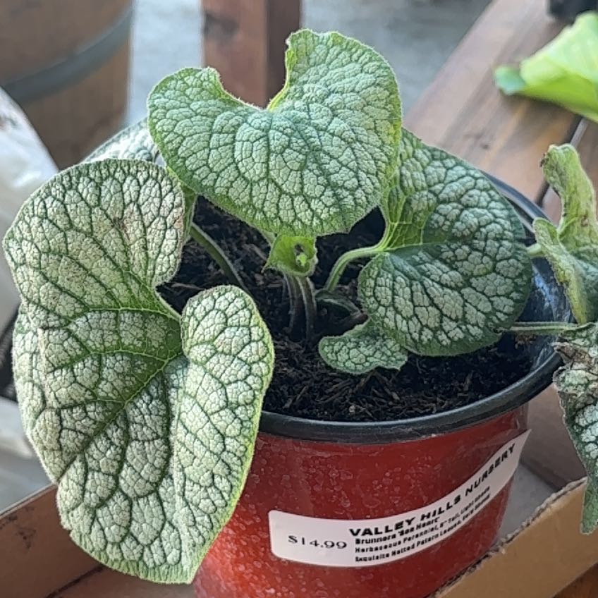 Photo of the plant species False Forget-Me-Not by @SoothingApple7 named Sage on Greg, the plant care app