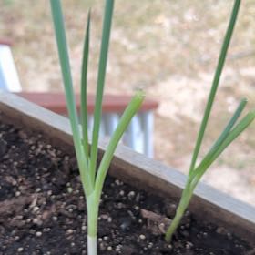 Photo of the plant species Chinese Chives by @BrainyMyagrum90 named da Vinci on Greg, the plant care app