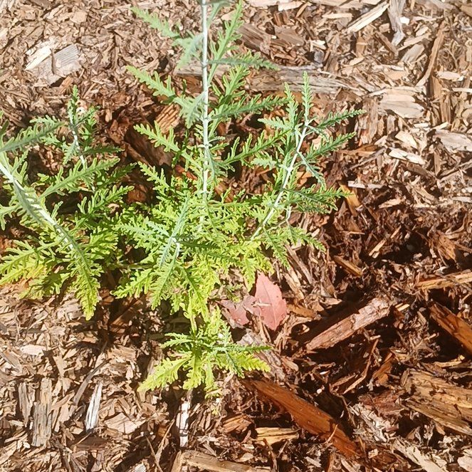Photo of the plant species Fernleaf Yarrow by @KeyZulugiant84 named Cleopatra on Greg, the plant care app