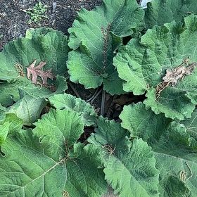 Photo of the plant species Great Burdock by @CuriousNapaea named Messi on Greg, the plant care app