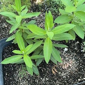 Photo of the plant species California Bay Laurel by @CuriousNapaea named Rainier on Greg, the plant care app