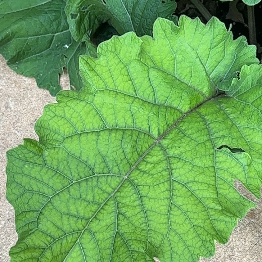 Photo of the plant species Lesser Burrdock by @CuriousNapaea named Stella on Greg, the plant care app