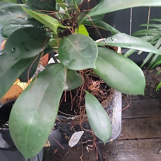 Photo of the plant species African Fig by @PlantzaddyKj named Robert Plant on Greg, the plant care app