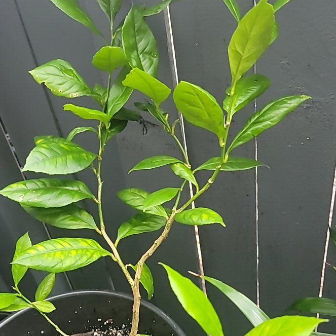 Photo of the plant species Lily 'Lemon Tree' by @PlantzaddyKj named Tree Diddy on Greg, the plant care app